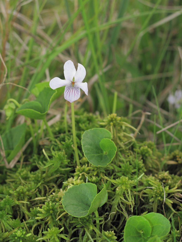 Viola palustris